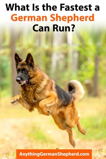 how fast can a german shepherd run