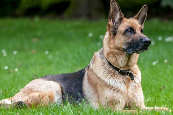 how-many-bones-does-a-german-shepherd-have