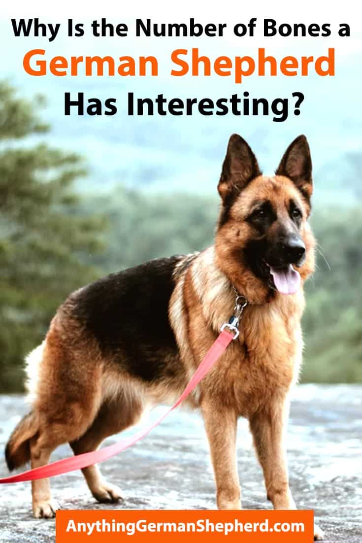 How Many Bones Does a German Shepherd Have? Interesting Fact