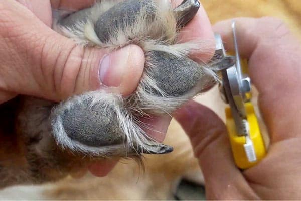 how-to-cut-german-shepherd-nails