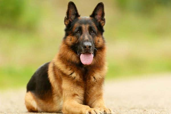 german shepherd aggressive to other dogs