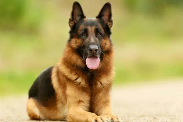 are german shepherds dangerous to other dogs