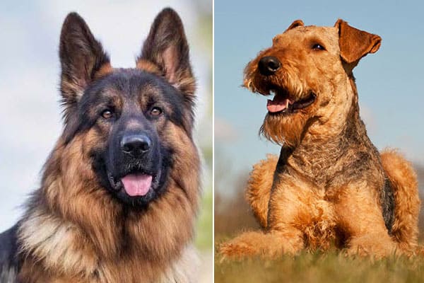 Airedale-Terrier-German-Shepherd-mix