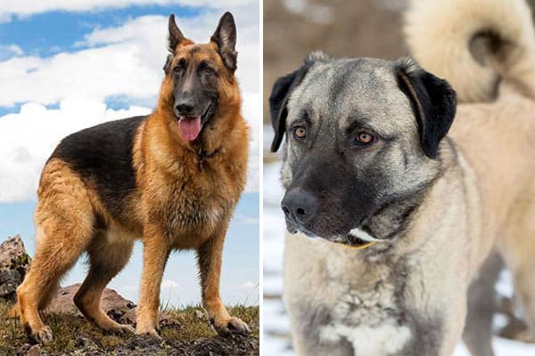 Anatolian Shepherd German Shepherd Mix