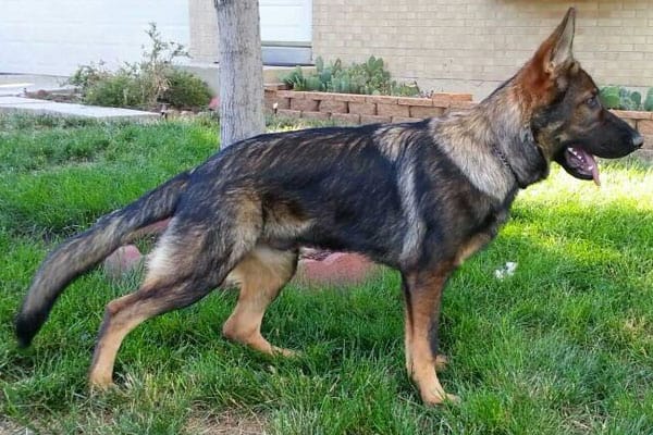 Food For German Shepherd To Gain Weight 