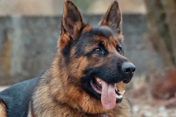 Best Shampoo For German Shepherd