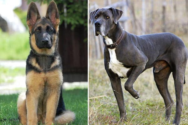 great dane x german shepherd