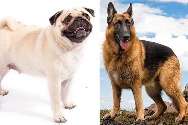 Is a German Shepherd Pug Mix a Weird Blend or One of the