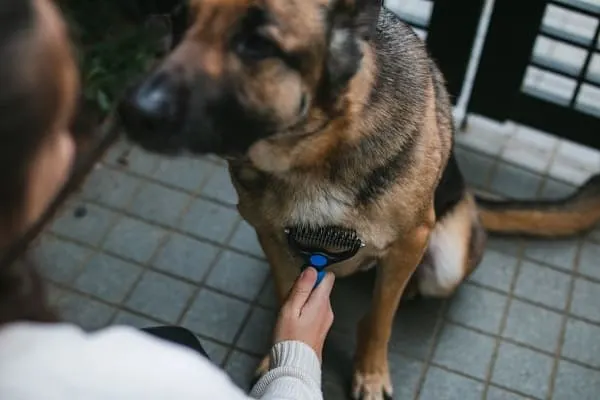 German Shepherd being brushed