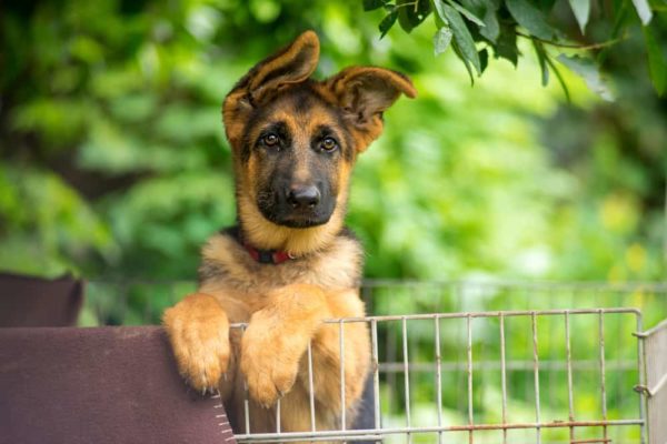 German Shepherd