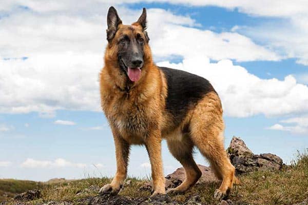 biggest german shepherd breed