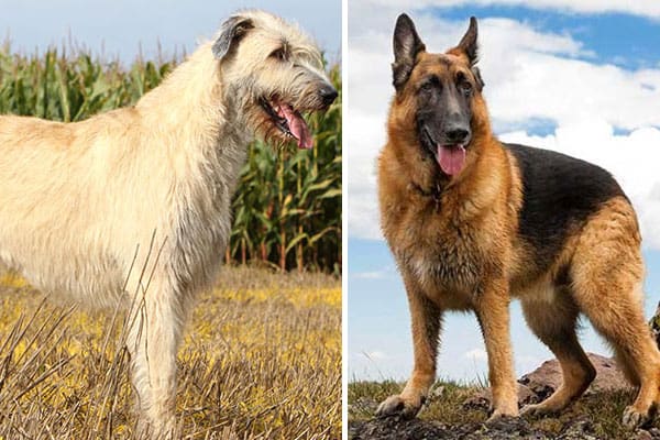 german shepherd hunting boar