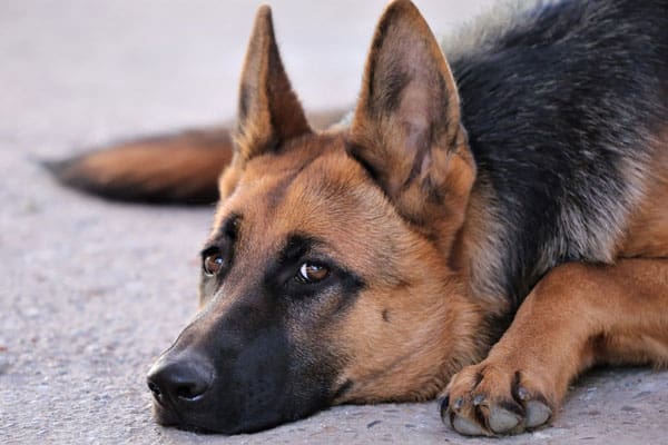 german shepherd grooming kit