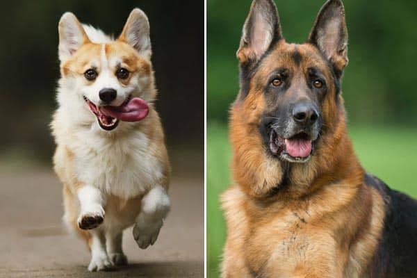 corgi mixed with german shepherd