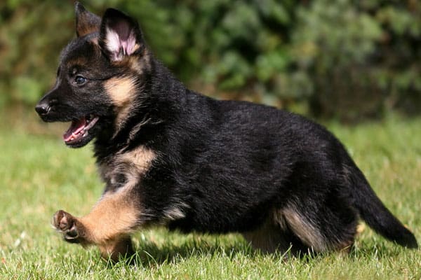 How Long Should I Walk My German Shepherd Puppy? It Depends!