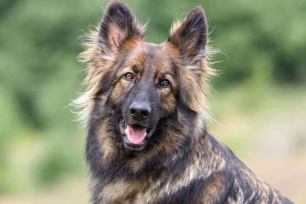 Best Bones For A German Shepherd