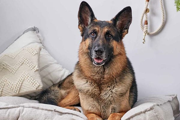 Best Dog Bed For German Shepherd