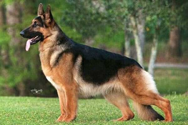 german shepherd vest harness