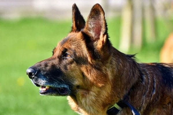 german shepherd with muzzle