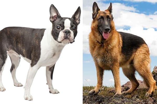 Boston-Terrier-German-Shepherd-Mix