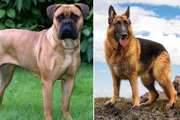 The Bullmastiff German Shepherd Mix: A 