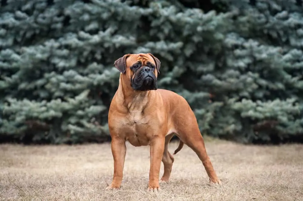 Bullmastiff