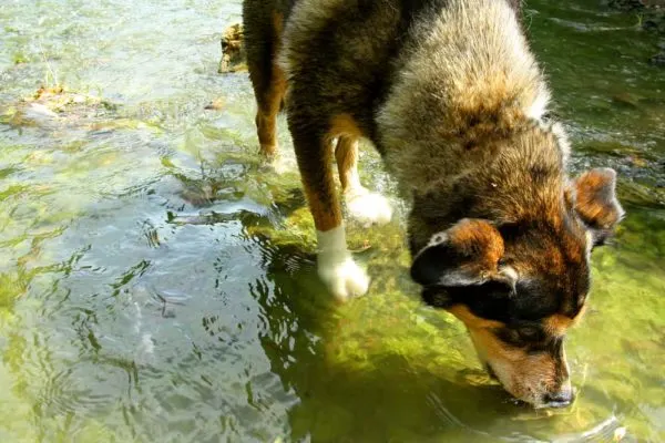 Coyote german shepherd mix