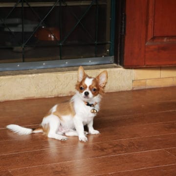 white and brown chihuahua dog