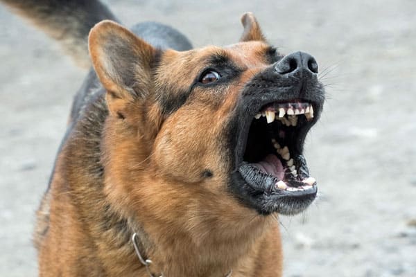 Do German Shepherds Bark A Lot