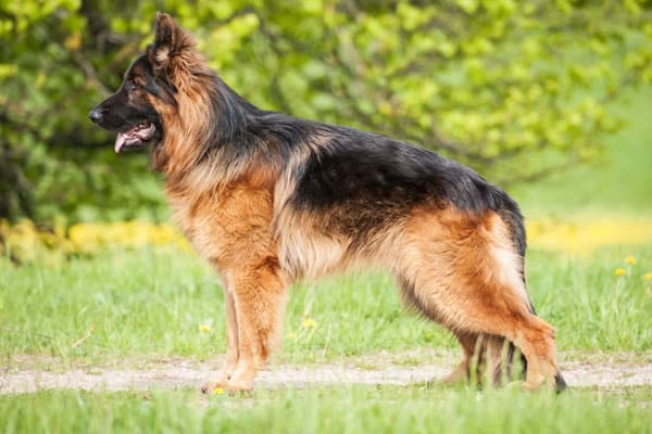 Do-German-Shepherds-Shed-a-Lot