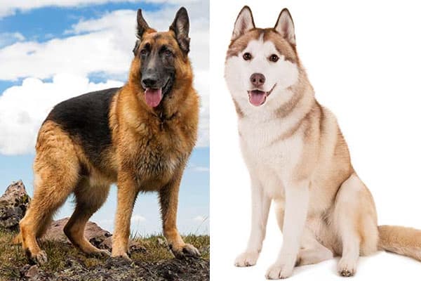 are huskies better than german shepherds