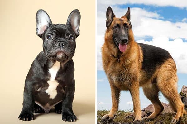 french bulldog and german shepherd