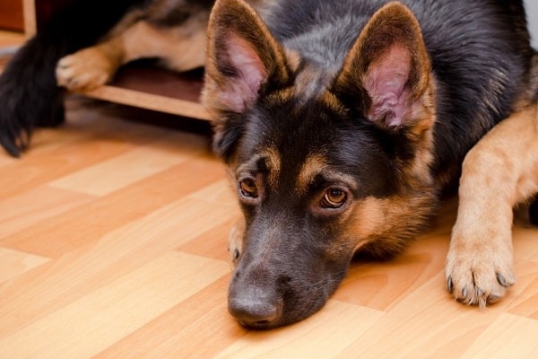 German-Shephard-Sitting-Sad