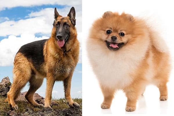 German Shepherd Pomeranian Mix: What Is 