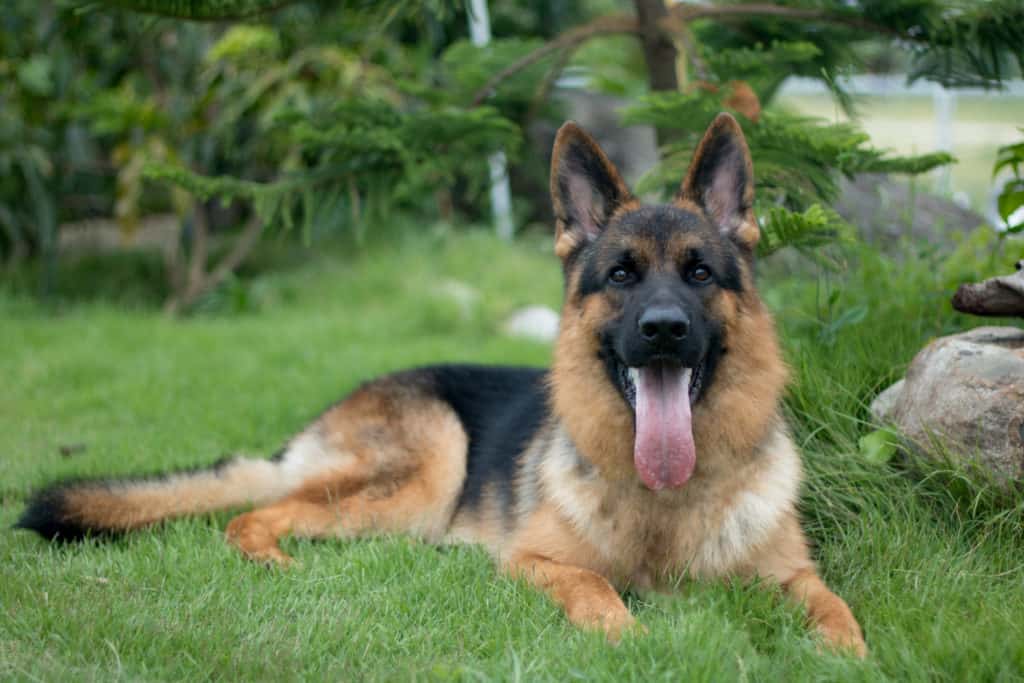 German-Shepherd-dog-outside-sitting-in-grass-on-a-sunny-day