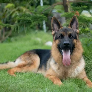 German-Shepherd-dog-outside-sitting-in-grass-on-a-sunny-day