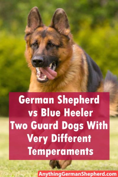 German-Shepherd-vs-Blue-Heeler