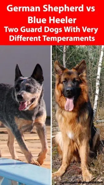 German-Shepherd-vs-Blue-Heeler