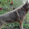 Isabella German Shepherd