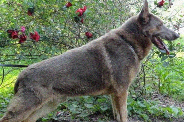 liver colored german shepherd puppies