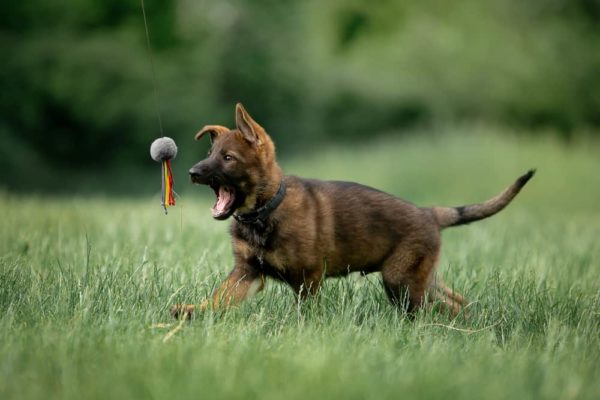 how many calories does a german shepherd puppy need