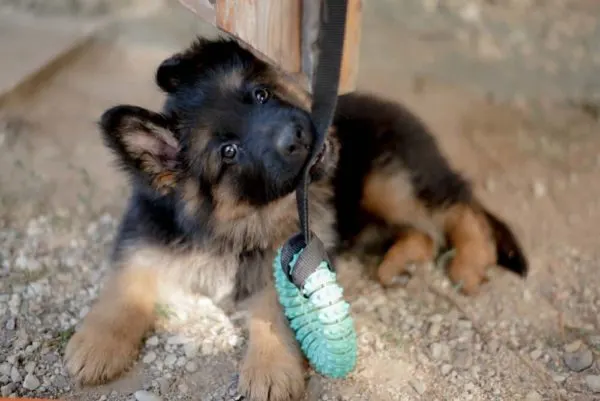 German shepard puppy playing