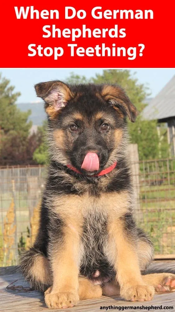 When Do German Shepherds Stop Teething