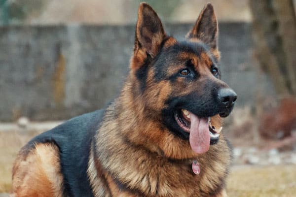 Why Do German Shepherds Groan: GSD Vocalizations and What ...