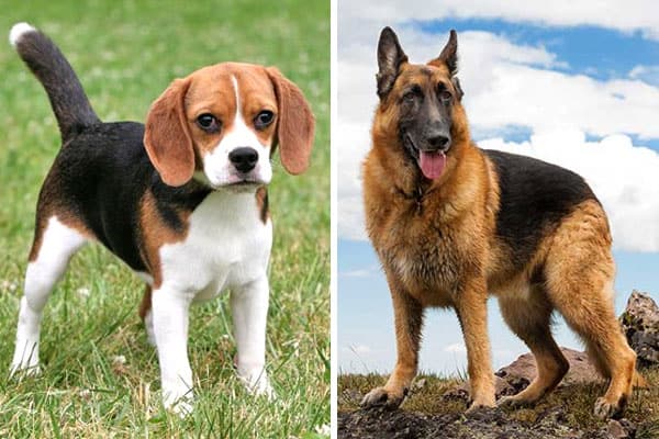beagle-vs-german shepherd