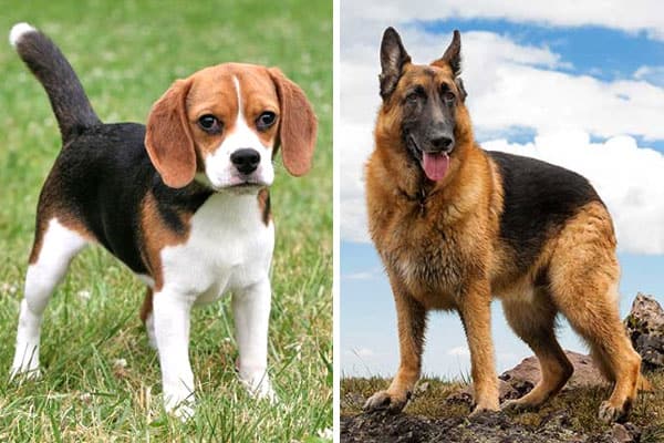 beagle-vs-german shepherd