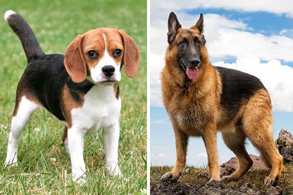 beagle-vs-german-shepherd