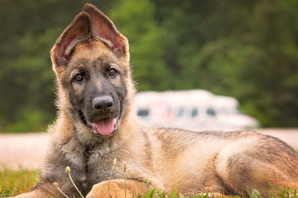 best-crate-for-german-shepherd