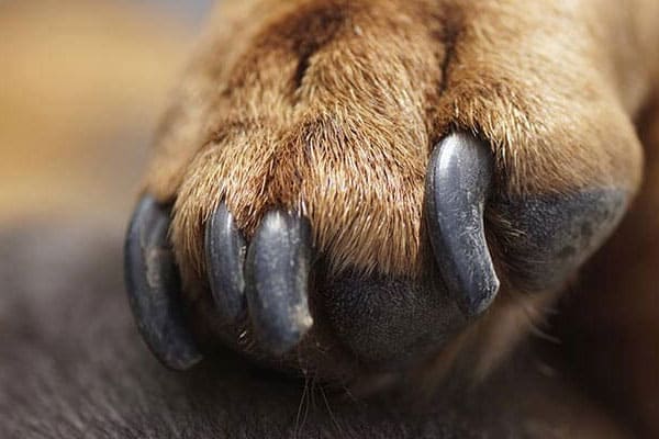 German shepherd nail best sale trimming