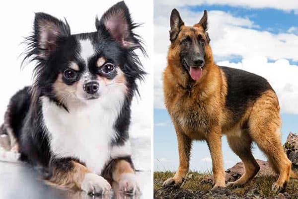 chihuahua-vs-german shepherd